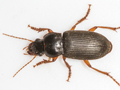 Harpalus rufipes
